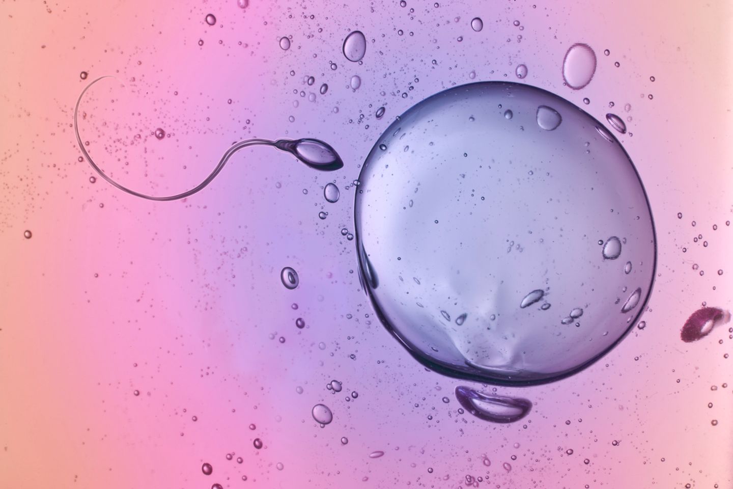 Eizelle und Samenzelle