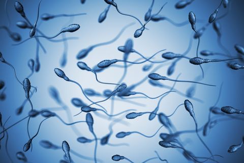 Spermien, die in unterschiedliche Richtungen schwimmen.